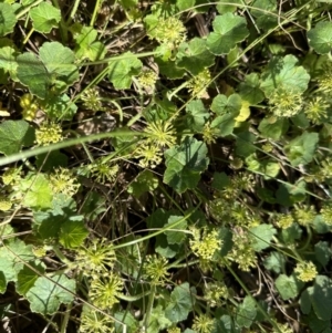 Hydrocotyle laxiflora at Pialligo, ACT - 17 Nov 2022