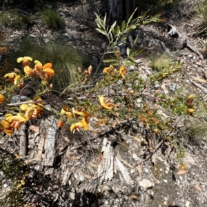 Dillwynia phylicoides at Paddys River, ACT - 18 Nov 2022