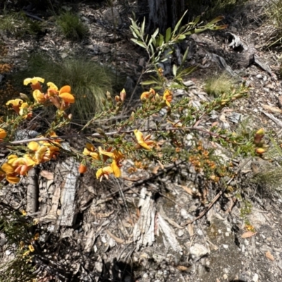 Dillwynia phylicoides (A Parrot-pea) at Tidbinbilla Nature Reserve - 18 Nov 2022 by Pirom
