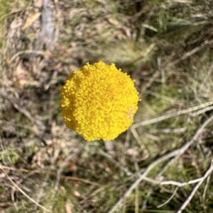 Craspedia sp. at Paddys River, ACT - suppressed