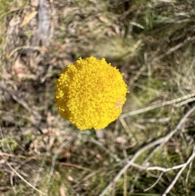 Craspedia sp. (Billy Buttons) at Paddys River, ACT - 18 Nov 2022 by Pirom