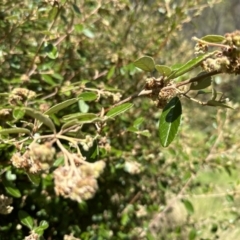 Pomaderris betulina subsp. actensis (Canberra Pomaderris) at Tidbinbilla Nature Reserve - 18 Nov 2022 by Pirom