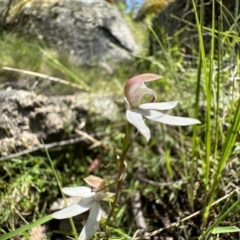 Caladenia moschata (Musky Caps) at Gibraltar Pines - 18 Nov 2022 by Pirom