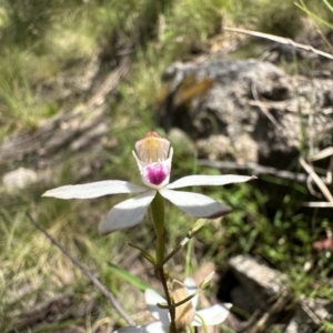 Caladenia moschata at Paddys River, ACT - suppressed