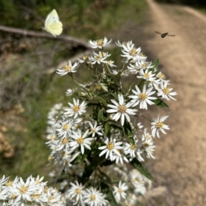 Olearia sp. at Paddys River, ACT - 18 Nov 2022