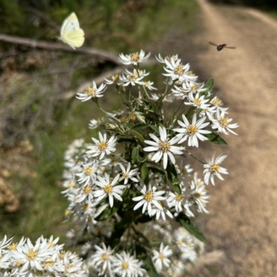 Olearia (genus) at Paddys River, ACT - 18 Nov 2022 by Pirom