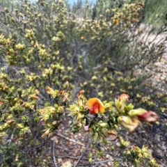 Pultenaea procumbens (Bush Pea) at Lower Cotter Catchment - 18 Nov 2022 by Pirom