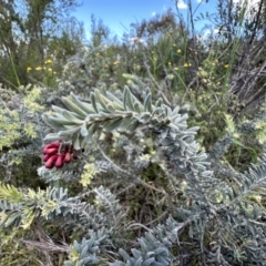 Grevillea lanigera (Woolly Grevillea) at Coree, ACT - 18 Nov 2022 by Pirom