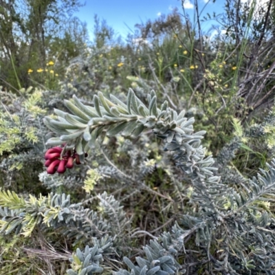 Grevillea lanigera (Woolly Grevillea) at Lower Cotter Catchment - 18 Nov 2022 by Pirom