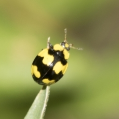 Illeis galbula (Fungus-eating Ladybird) at Higgins, ACT - 19 Nov 2022 by AlisonMilton