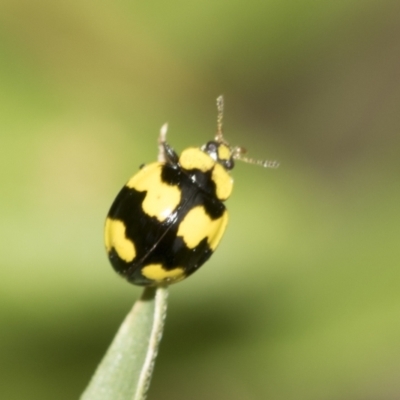 Illeis galbula (Fungus-eating Ladybird) at Higgins, ACT - 19 Nov 2022 by AlisonMilton