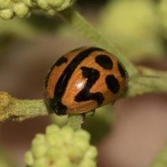 Coccinella transversalis at Higgins, ACT - 19 Nov 2022