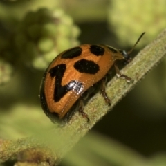 Coccinella transversalis at Higgins, ACT - 19 Nov 2022