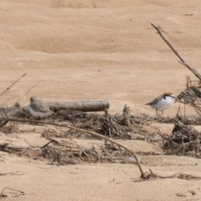Anarhynchus ruficapillus (Red-capped Plover) at South Durras, NSW - 9 Oct 2022 by KMcCue