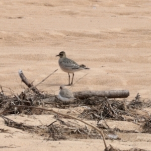 Pluvialis fulva at South Durras, NSW - 9 Oct 2022 11:19 AM