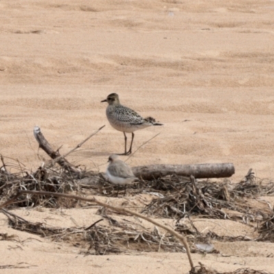 Pluvialis fulva (Pacific Golden Plover) at South Durras, NSW - 9 Oct 2022 by KMcCue