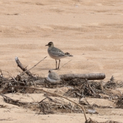 Pluvialis fulva (Pacific Golden-Plover) at South Durras, NSW - 9 Oct 2022 by KMcCue