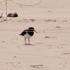 Haematopus longirostris (Australian Pied Oystercatcher) at South Durras, NSW - 9 Oct 2022 by KMcCue