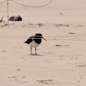 Haematopus longirostris at South Durras, NSW - suppressed