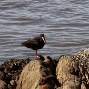 Haematopus fuliginosus at Surfside, NSW - suppressed