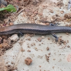 Lampropholis delicata at Gundaroo, NSW - 22 Nov 2022