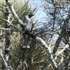 Philemon corniculatus (Noisy Friarbird) at Surfside, NSW - 9 Oct 2022 by KMcCue