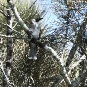 Philemon corniculatus at Surfside, NSW - 10 Oct 2022