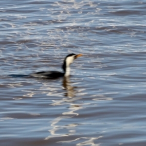 Microcarbo melanoleucos at Surfside, NSW - 9 Oct 2022