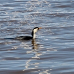Microcarbo melanoleucos (Little Pied Cormorant) at Batemans Marine Park - 9 Oct 2022 by KMcCue