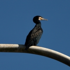 Phalacrocorax carbo (Great Cormorant) at North Batemans Bay, NSW - 9 Oct 2022 by KMcCue