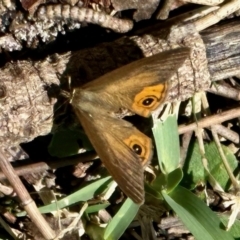 Hypocysta metirius (Brown Ringlet) at Surfside, NSW - 9 Oct 2022 by KMcCue