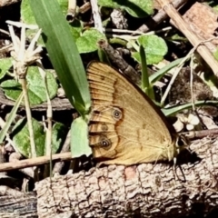 Hypocysta metirius at Surfside, NSW - 9 Oct 2022 12:45 PM