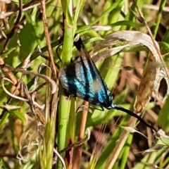 Pollanisus (genus) (A Forester Moth) at Gundaroo, NSW - 6 Nov 2022 by Gunyijan