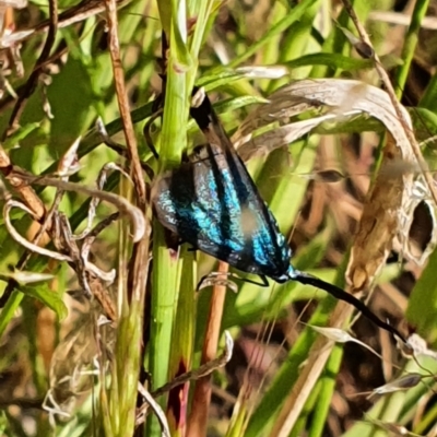 Pollanisus (genus) (A Forester Moth) at Gundaroo, NSW - 6 Nov 2022 by Gunyijan