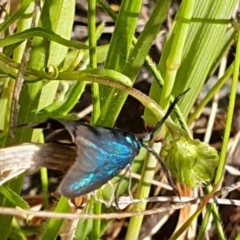 Pollanisus (genus) at Gundaroo, NSW - 6 Nov 2022