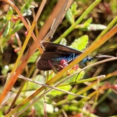 Pollanisus (genus) (A Forester Moth) at Gundaroo, NSW - 6 Nov 2022 by Gunyijan