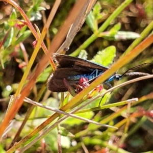 Pollanisus (genus) at Gundaroo, NSW - 6 Nov 2022