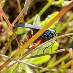 Pollanisus (genus) at Gundaroo, NSW - 6 Nov 2022 07:58 AM