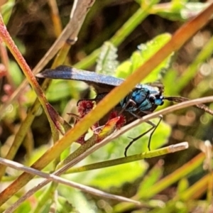 Pollanisus (genus) at Gundaroo, NSW - 6 Nov 2022 07:58 AM