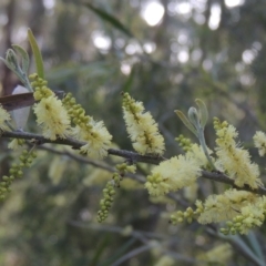 Acacia floribunda (White Sally Wattle, Gossamer Wattle) at Chisholm, ACT - 15 Oct 2022 by michaelb