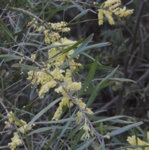 Acacia floribunda at Chisholm, ACT - 15 Oct 2022