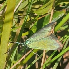 Pollanisus (genus) (A Forester Moth) at Gundaroo, NSW - 5 Nov 2022 by Gunyijan