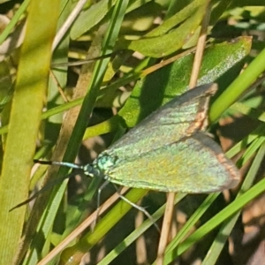 Pollanisus (genus) at Gundaroo, NSW - 6 Nov 2022