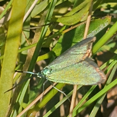 Pollanisus (genus) (A Forester Moth) at Gundaroo, NSW - 6 Nov 2022 by Gunyijan