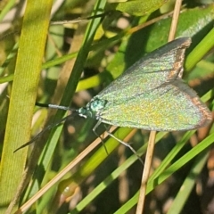 Pollanisus (genus) at Gundaroo, NSW - 6 Nov 2022