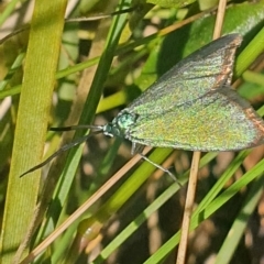 Pollanisus (genus) at Gundaroo, NSW - 6 Nov 2022