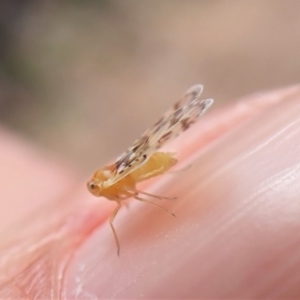 Saccharodite chrysonoe at Aranda, ACT - 16 Nov 2022