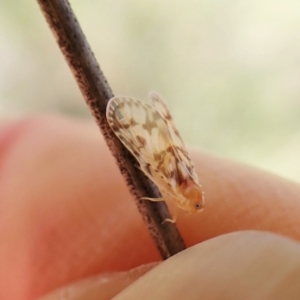 Saccharodite chrysonoe at Aranda, ACT - 16 Nov 2022