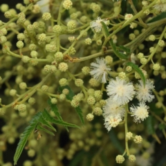 Acacia mearnsii (Black Wattle) at Dryandra St Woodland - 15 Nov 2022 by ConBoekel