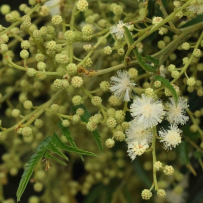 Acacia mearnsii (Black Wattle) at O'Connor, ACT - 15 Nov 2022 by ConBoekel